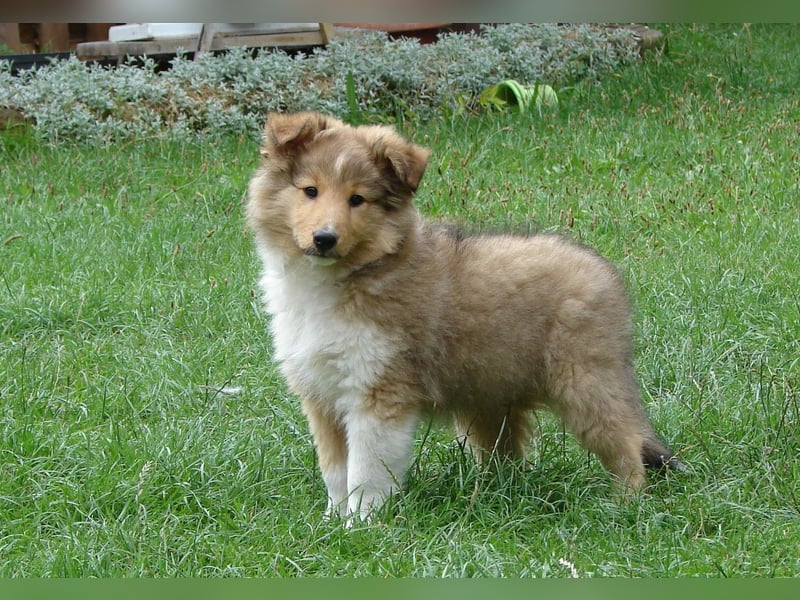 Shetland sheepdog - Sheltie