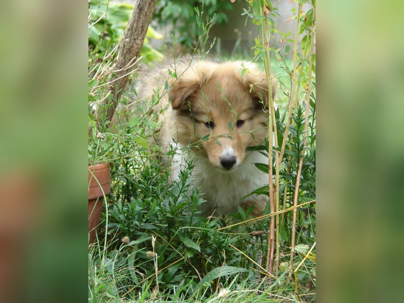 Shetland sheepdog - Sheltie
