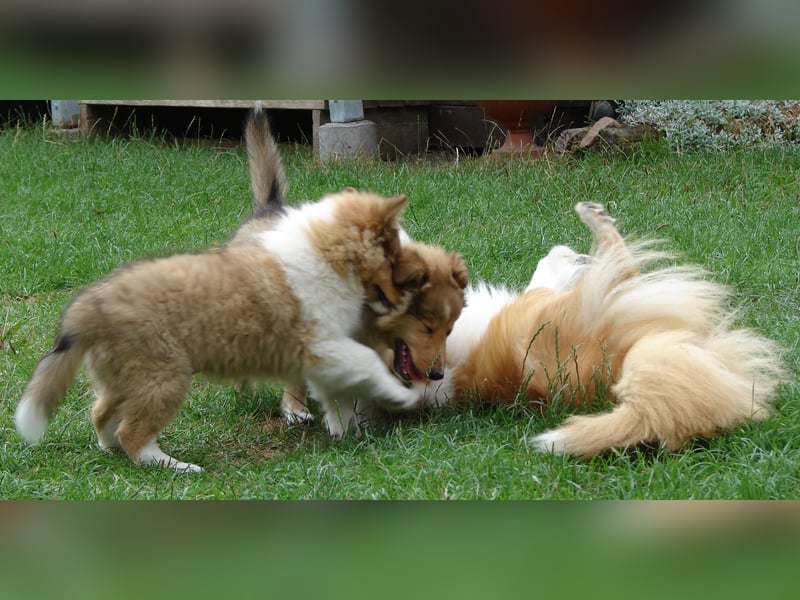 Shetland sheepdog - Sheltie