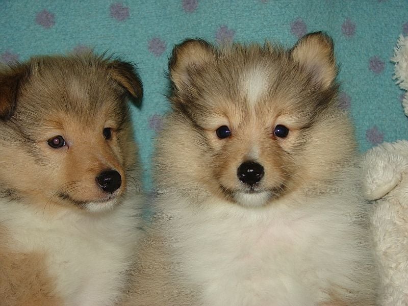 Sheltie-Welpen, Rüden