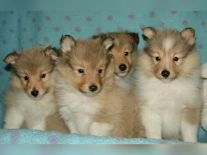 Sheltie-Welpen, Rüden