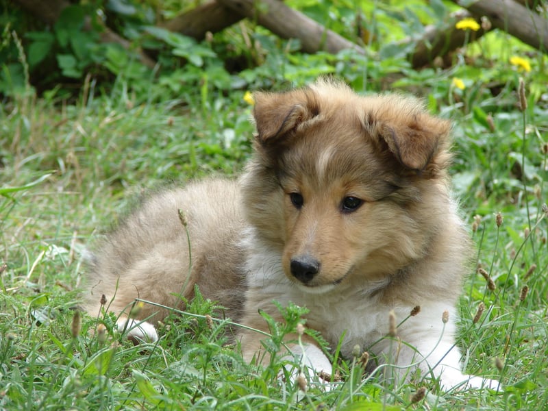 Shetland sheepdog - Sheltie