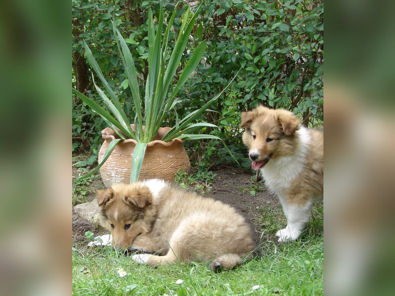 Shetland sheepdog - Sheltie