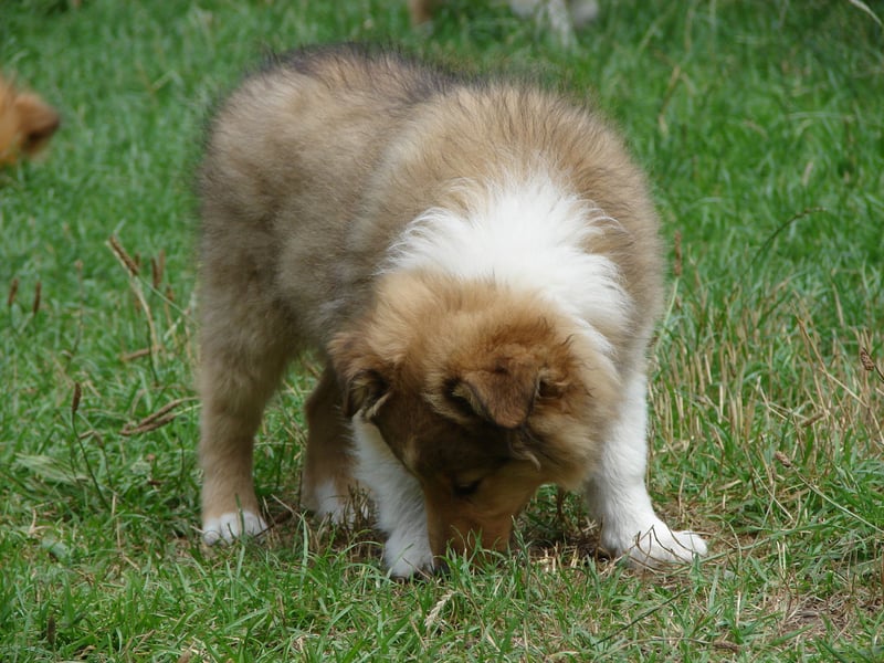Shetland sheepdog - Sheltie