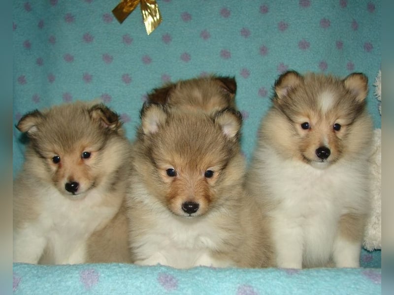 Sheltie-Welpen, Rüden