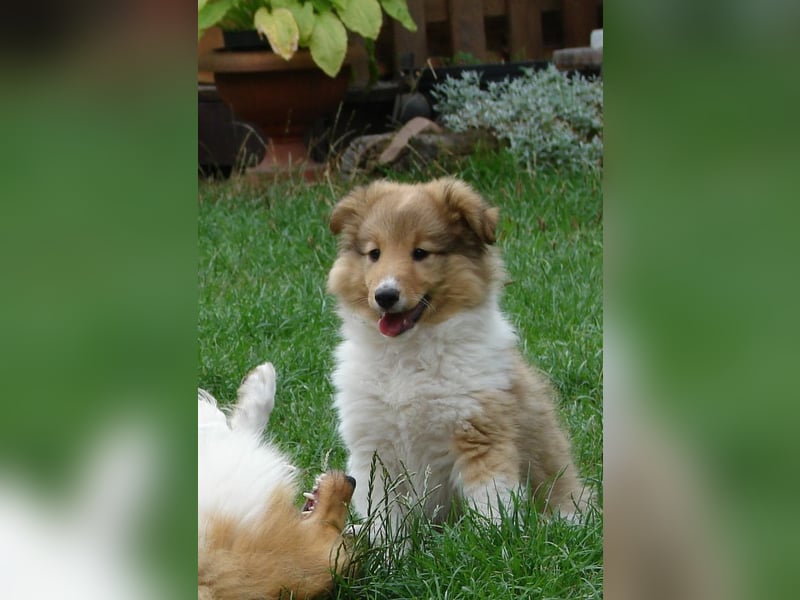 Shetland sheepdog - Sheltie