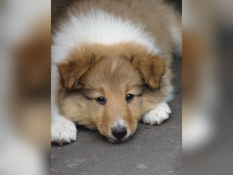 Shetland sheepdog - Sheltie