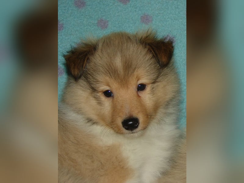 Sheltie-Welpen, Rüden