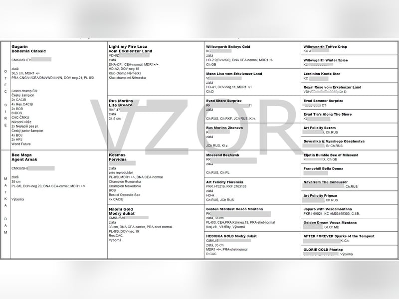 Shetland sheepdog - Sheltie