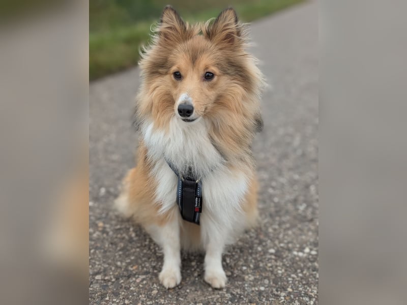 Sheltiehündin, 1,5 Jahre alt mit Ahnentafel