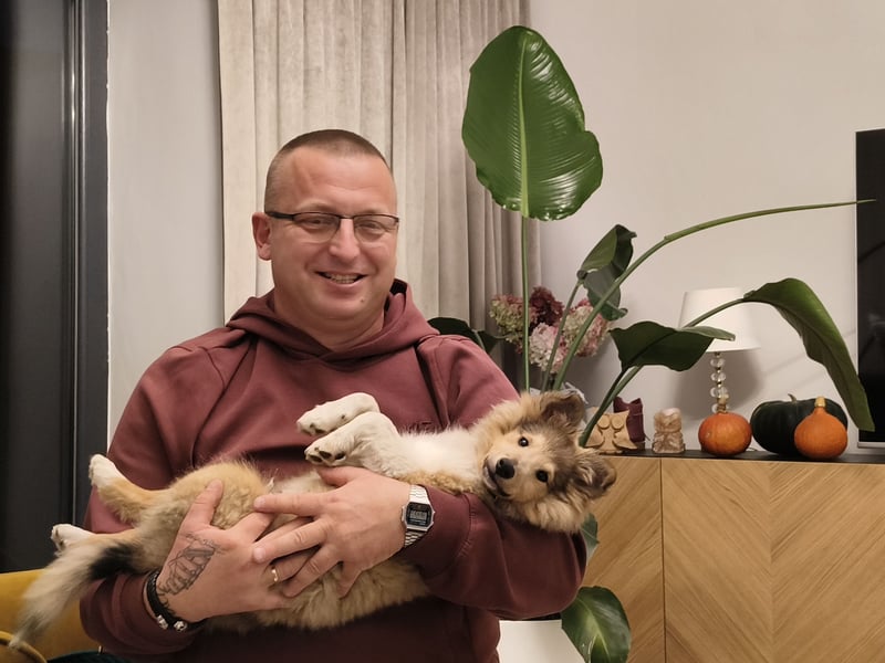 Owczarek szetlandzki