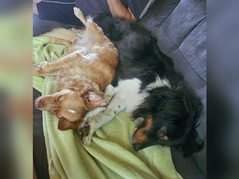 XL Sheltie sucht sensible Menschen