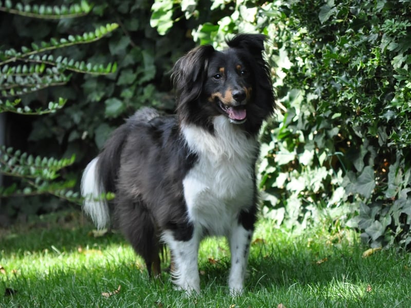 XL Sheltie sucht sensible Menschen