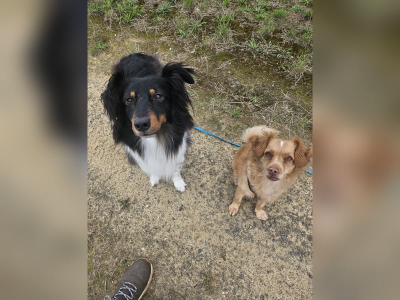 XL Sheltie sucht sensible Menschen