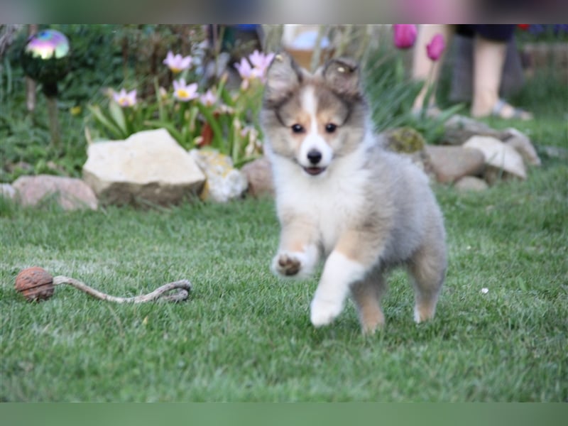 VDH Shelties / Sheltierüde sucht sein zu Hause