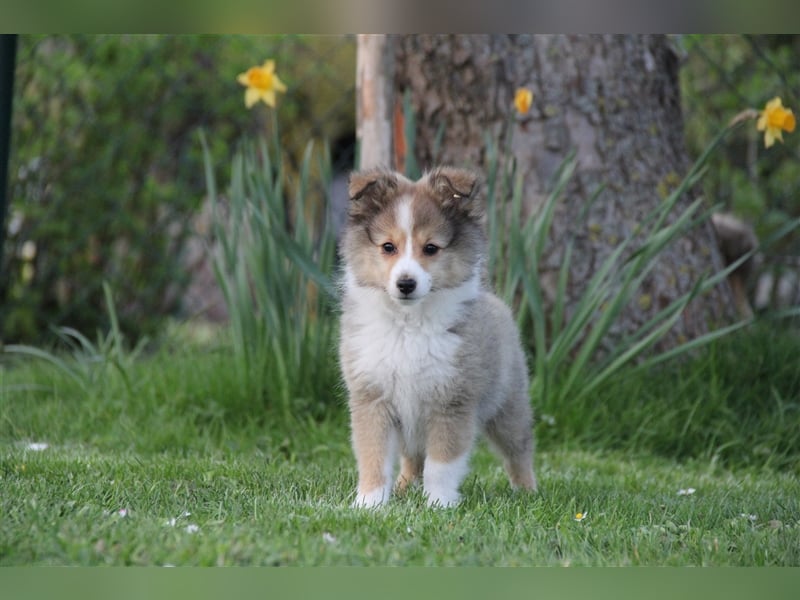 VDH Shelties / Sheltierüde sucht sein zu Hause