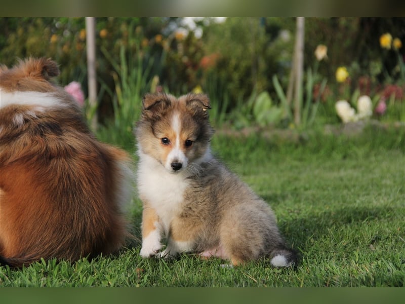 VDH Shelties / Sheltierüde sucht sein zu Hause