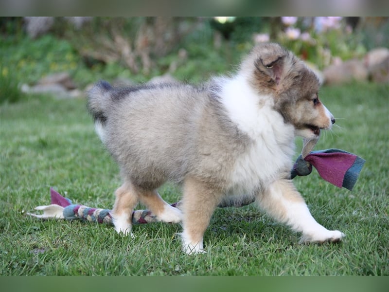 VDH Shelties / Sheltierüde sucht sein zu Hause