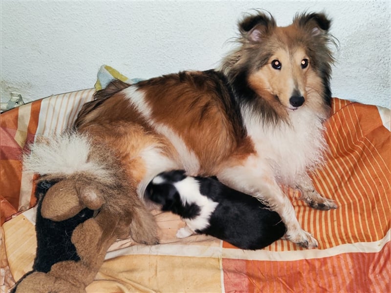 Nun darf unser kleiner Sheltierüde Hatchiko bald seine neue Familie Glücklich machen