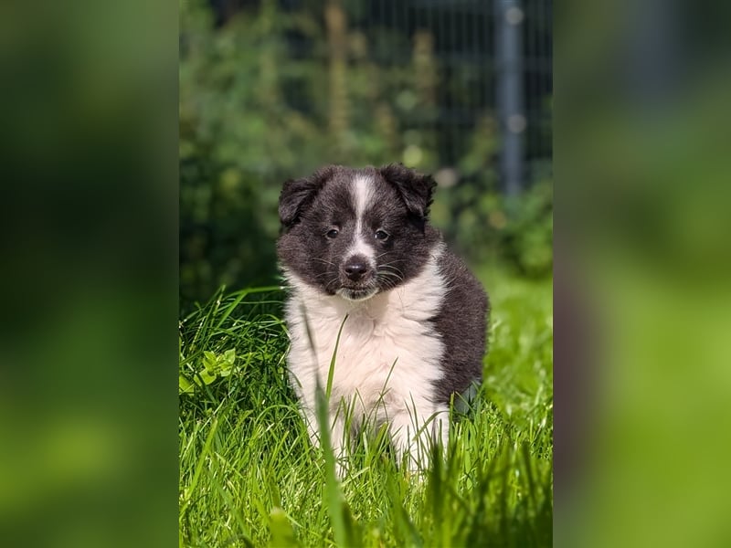 Sheltie Welpe sucht seine Familie