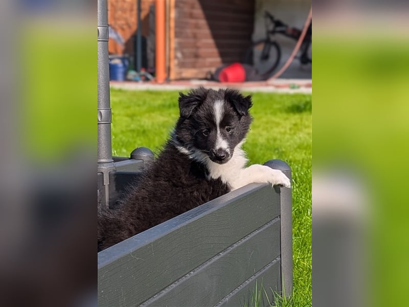 Sheltie Welpe sucht seine Familie