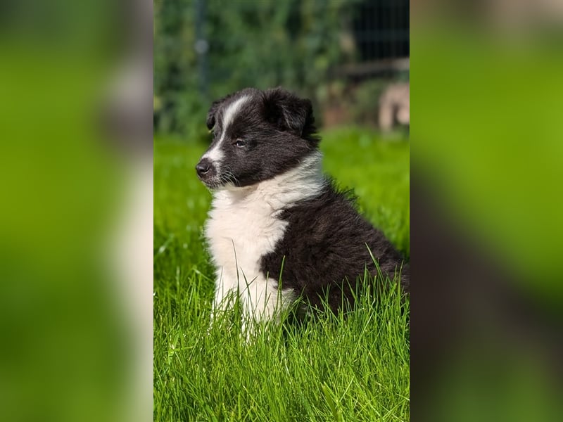 Sheltie Welpe sucht seine Familie