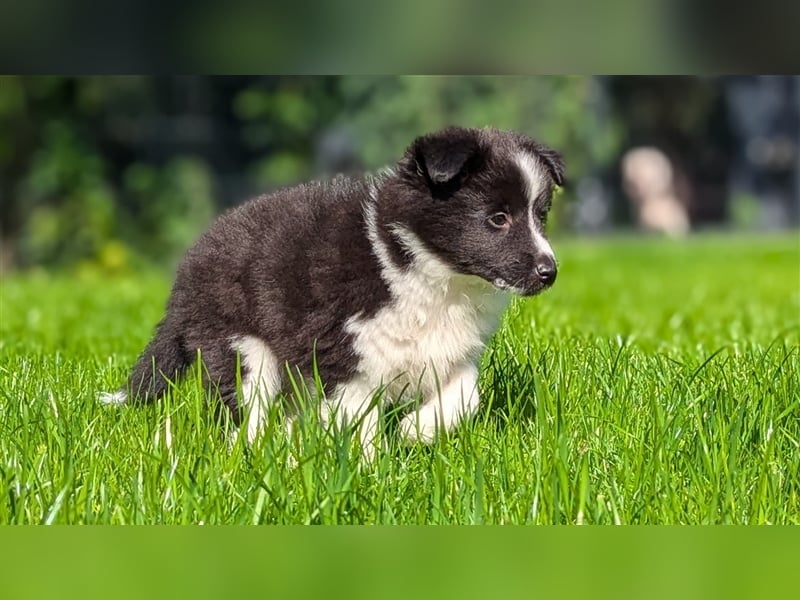 Sheltie Welpe sucht seine Familie