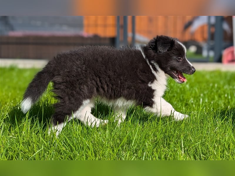 Sheltie Welpe sucht seine Familie