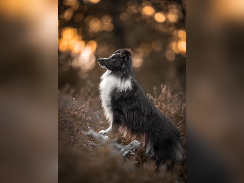 Sheltie Welpen