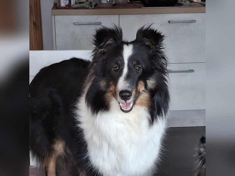 Sheltie Shetland Sheepdog