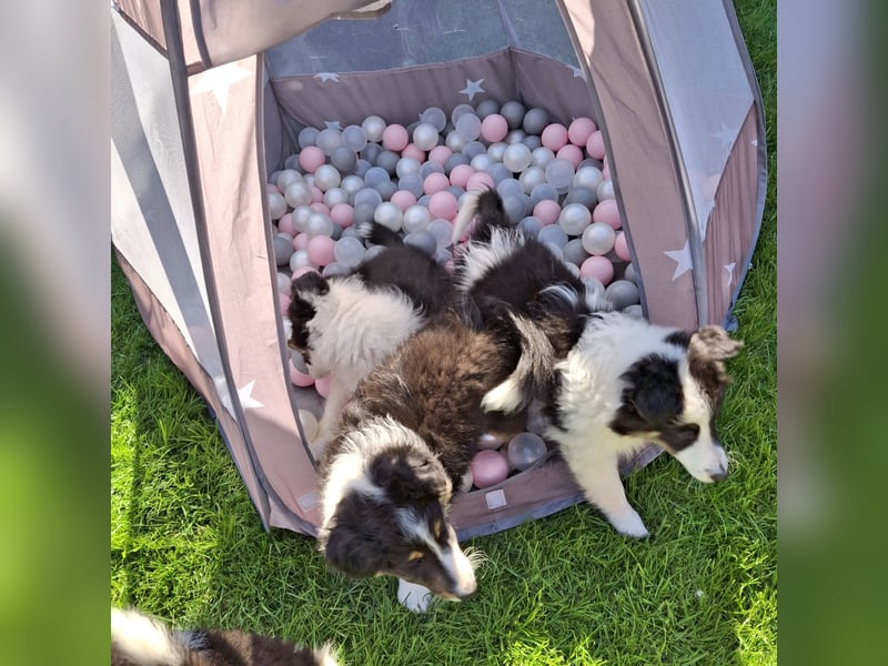 Sheltie Shetland Sheepdog