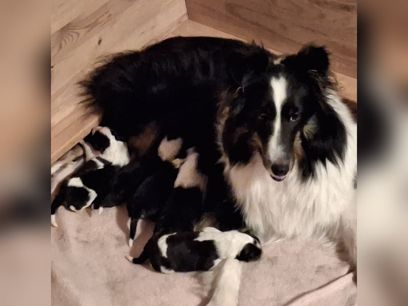 Sheltie Shetland Sheepdog