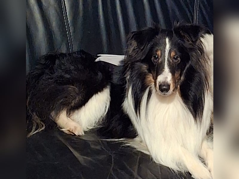 Sheltie Shetland Sheepdog