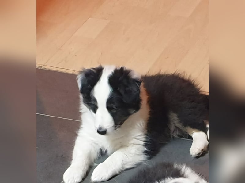 Sheltie Shetland Sheepdog
