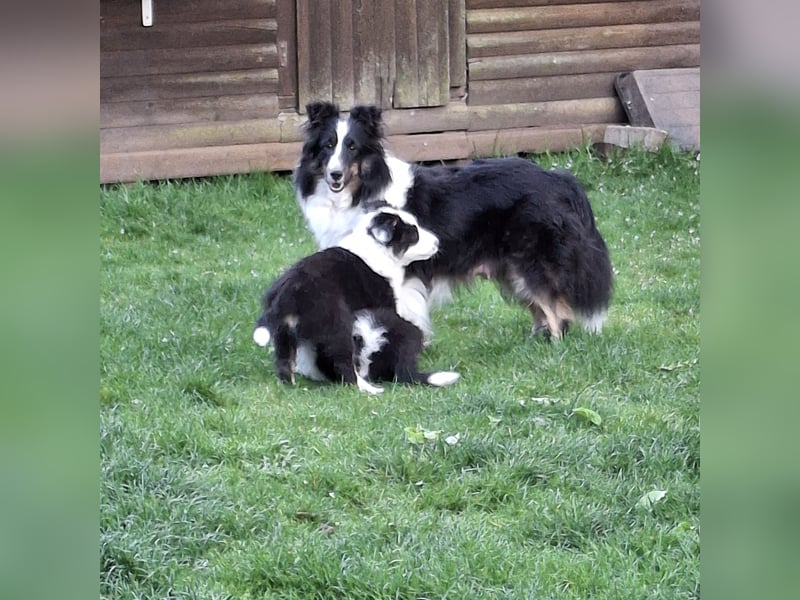 Sheltie Shetland Sheepdog