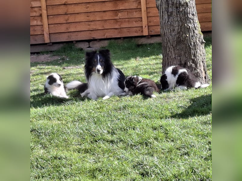Sheltie Shetland Sheepdog