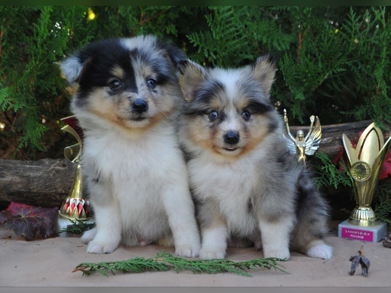Sheltie Welpen Rüden FCI
