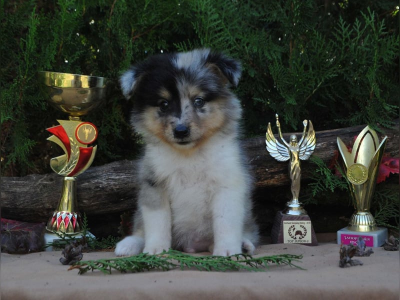 Sheltie Welpen Rüden FCI