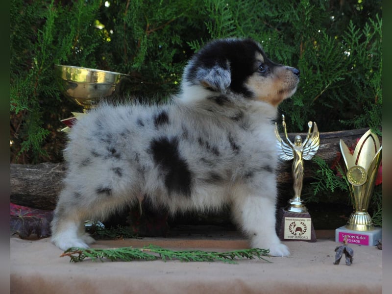 Sheltie Welpen Rüden FCI