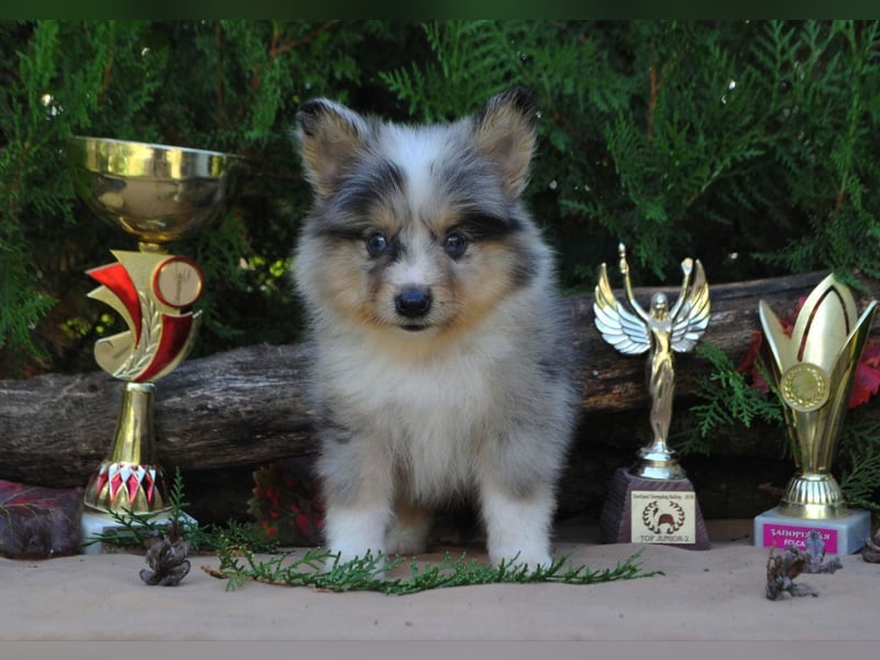 Sheltie Welpen Rüden FCI