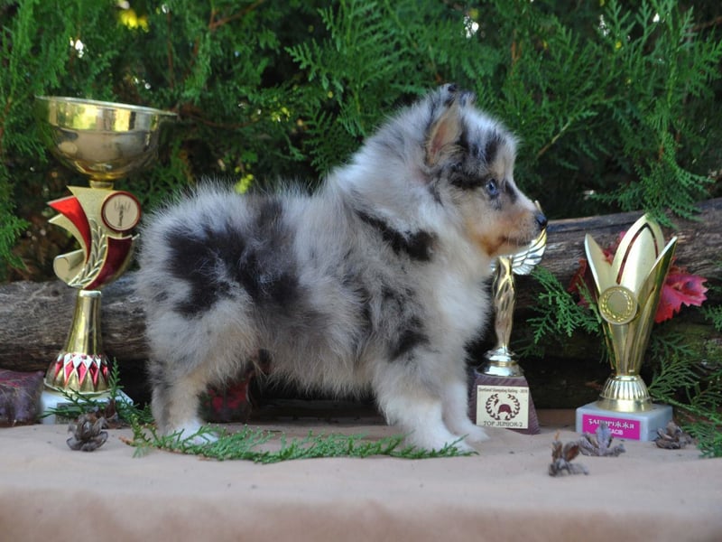 Sheltie Welpen Rüden FCI