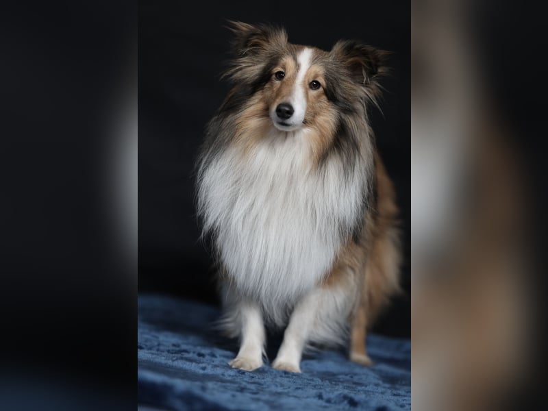 Sheltie Deckrüde