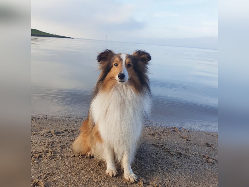 Sheltie Deckrüde