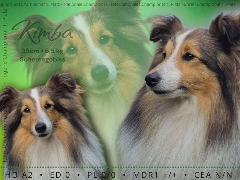 Sheltie Deckrüde