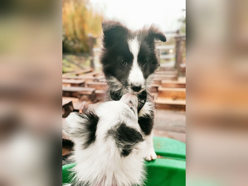 Sheltie 's wahre Seelenhunde