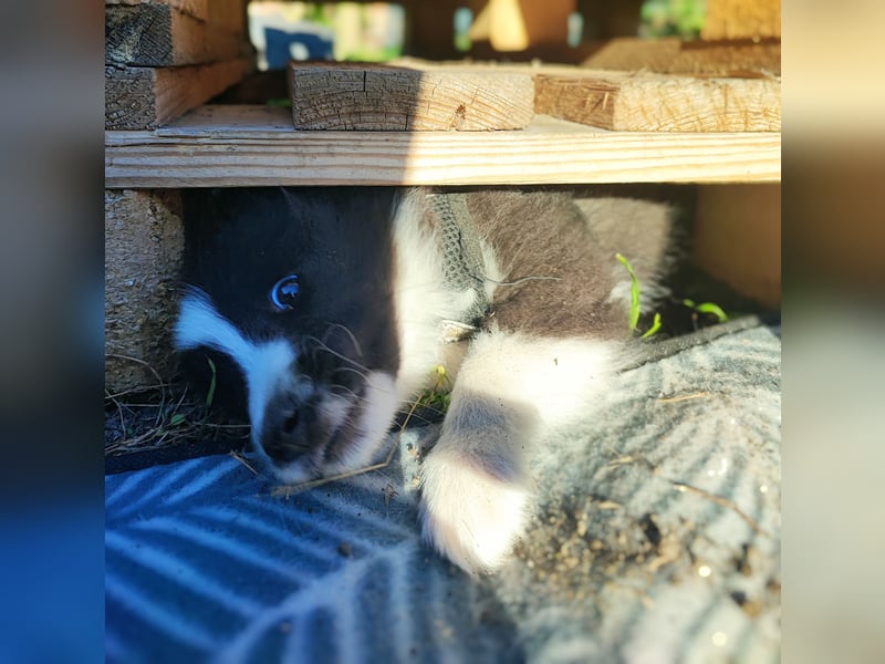 Sheltie 's wahre Seelenhunde