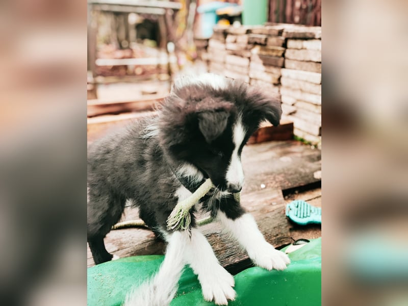 Sheltie 's wahre Seelenhunde