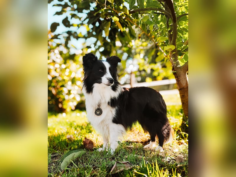 Sheltie 's wahre Seelenhunde