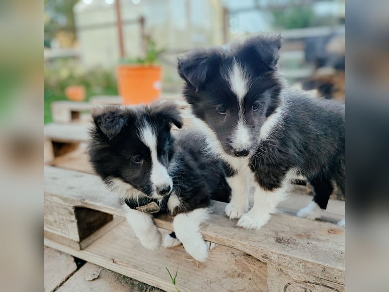 Sheltie 's wahre Seelenhunde