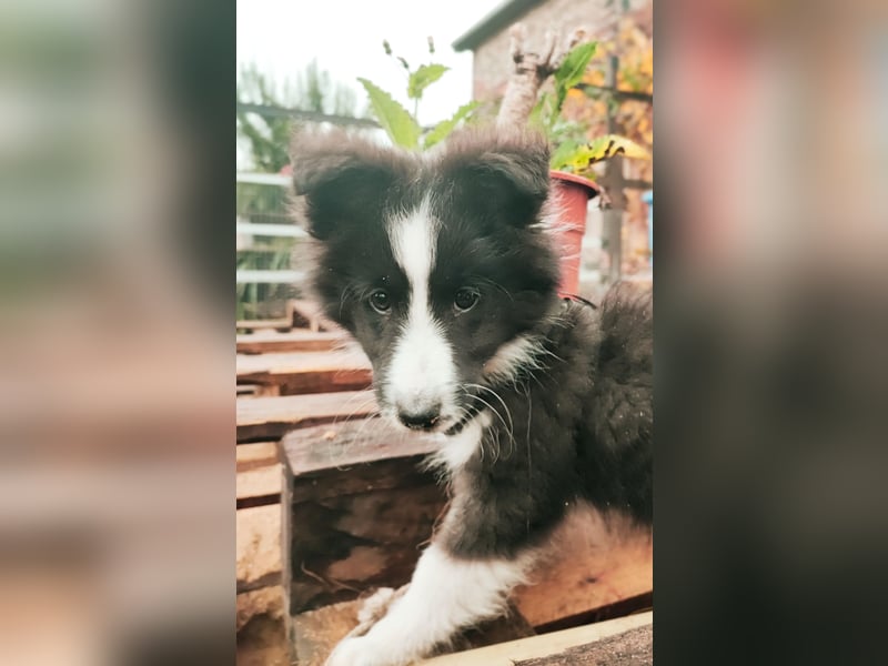 Sheltie 's wahre Seelenhunde